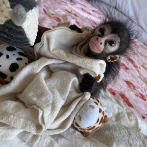 Alain – The Great Spider Monkey