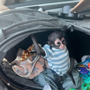 Bubbles – The Adventrous Spider Monkey