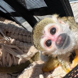 Mary – The Watchful Squirrel Monkey