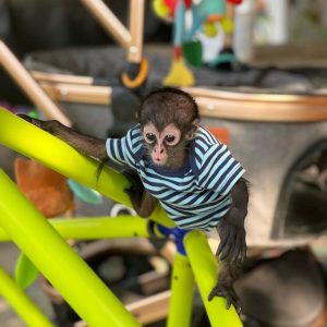 Pinky – The Cool Spider Monkey