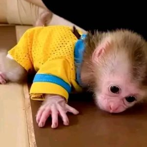 Camila – The Adventurous Pigtail Monkey