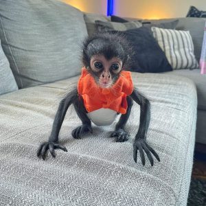 Cinderella – The Beautiful Spider Monkey