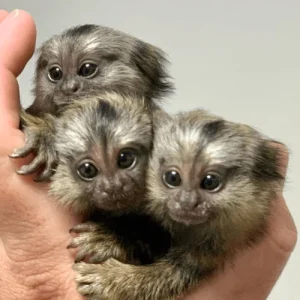 Affectionate Female Pygmy Marmoset for Sale – Luna, Female, 6 Months Old