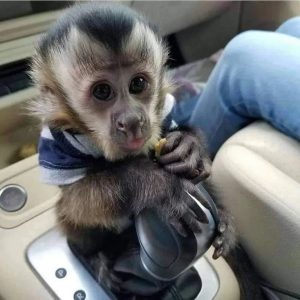 Gary - Cute Baby Capuchin Monkey