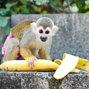 Little Cute Cuddles Squirrel Monkey