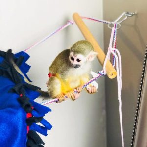 BUY SQUIRREL MONKEY WINNIE FOR SALE