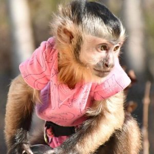 CAPUCHIN MONKEY OLIVIA FOR SALE