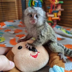 BUY MARMOSET MONKEY ALVIN FOR SALE