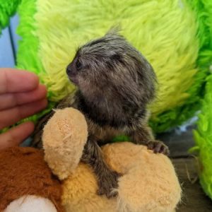 Baby Bingo Marmoset Monkey for Sale