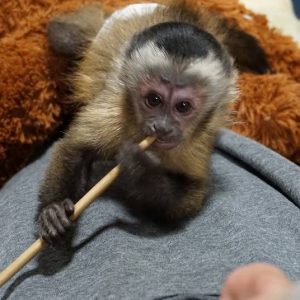Molly- Lovely Female Capuchin Monkey